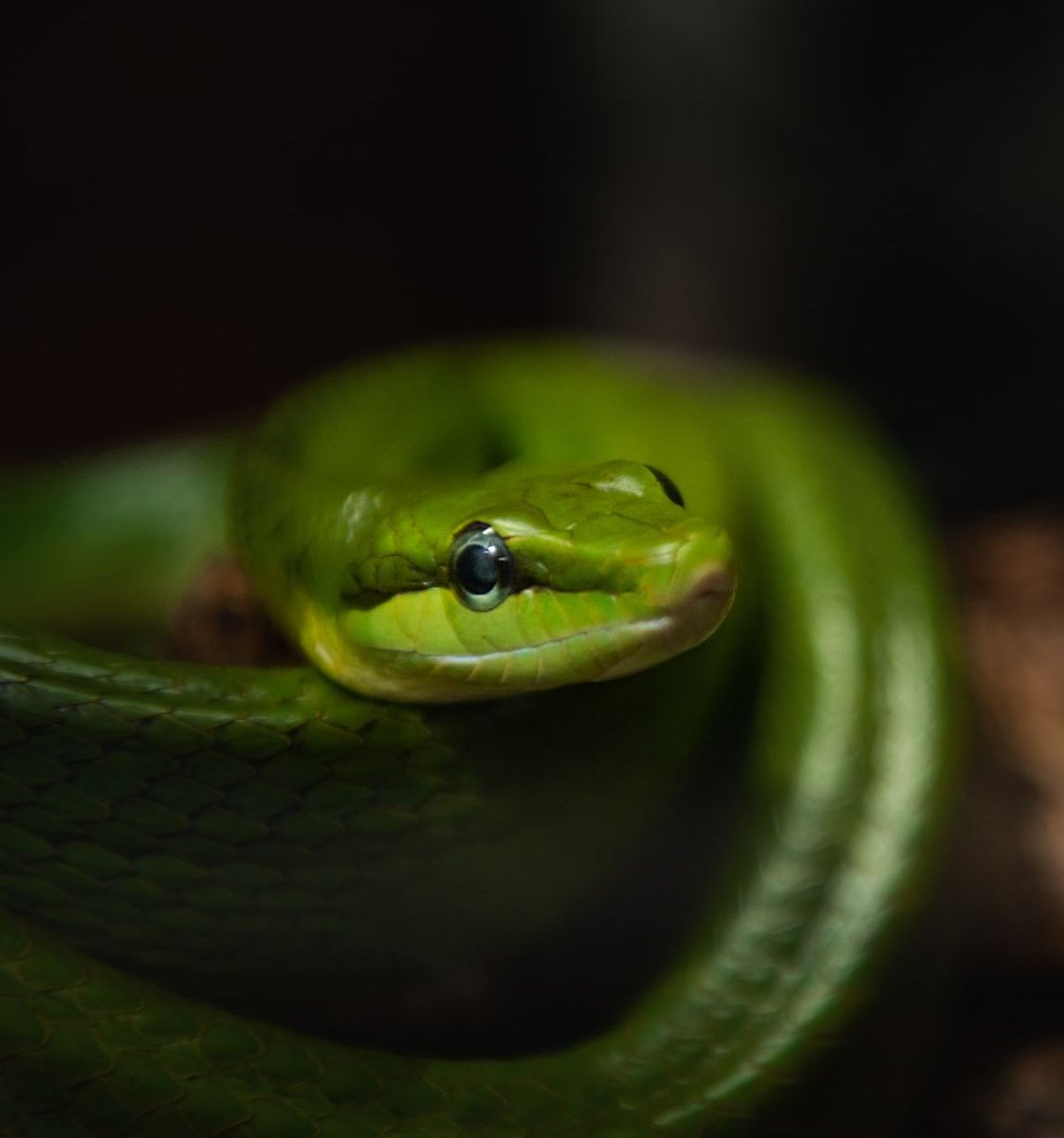 📣 Last chance to visit Snakes at Jersey Zoo! 📣

🐍 Explore the secretive lives of these fascinating reptiles at our family-friendly exhibition

📅 Ends Sunday 28 April
🎟 Free with zoo entry

👉 durrell.org/events/snakes

💚 A @bluetokay exhibition kindly supported by Ferryspeed