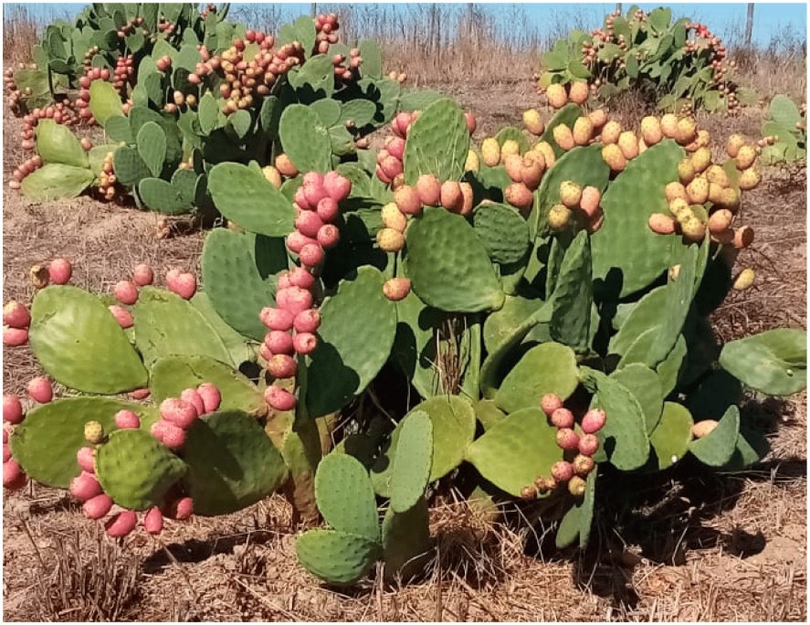 🎉 Exciting news! Check out the highly viewed paper 'Physicochemical, Nutritional, and Medicinal Properties of Opuntia ficus-indica (L.) Mill. and Its Main Agro-Industrial Use: A Review'

👉Link: brnw.ch/21wJ2Fx