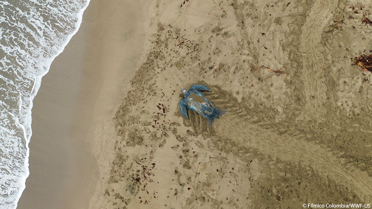We’re celebrating the beauty in nature from above this #EarthDay. 📸 

From resting polar bears to patterns of flocking flamingos, aerial photography gives us a truly unique perspective of the wildlife we share our planet with. 🌍