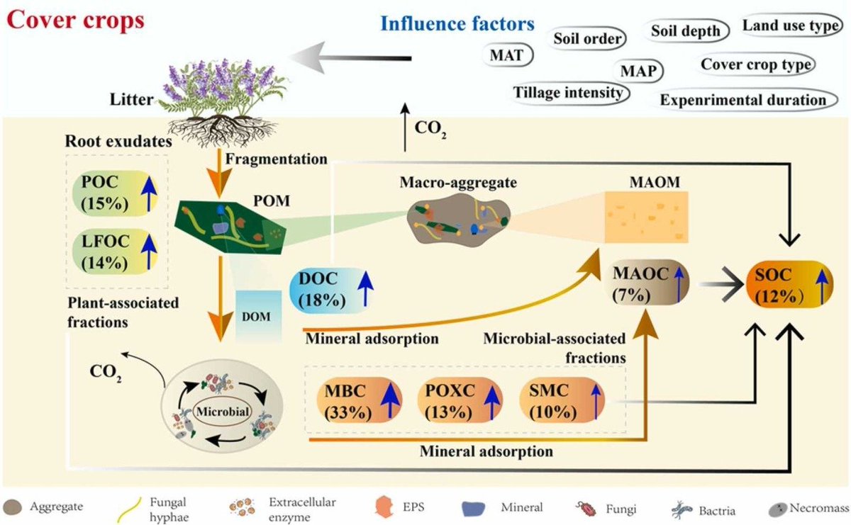 An hour later. 'How complicated can the effect of #covercrops on soil #DOC be?' 'Yeah that figures' sciencedirect.com/science/articl…