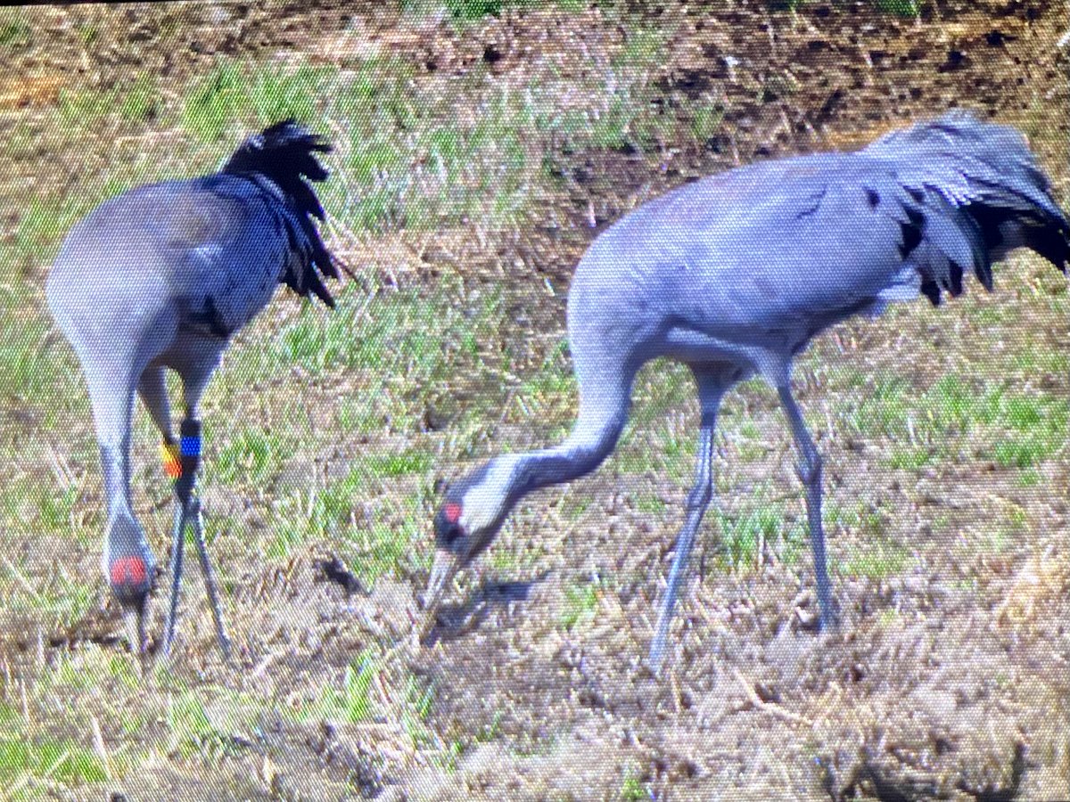 Exciting news for Scottish Cranes! For the first time, a colour-ringed Crane from England has been seen in Scotland. Not only that, but she seems to have paired up with a Scottish bird! Sherry was born in Somerset to parents who were released as part of the Great Crane Project.