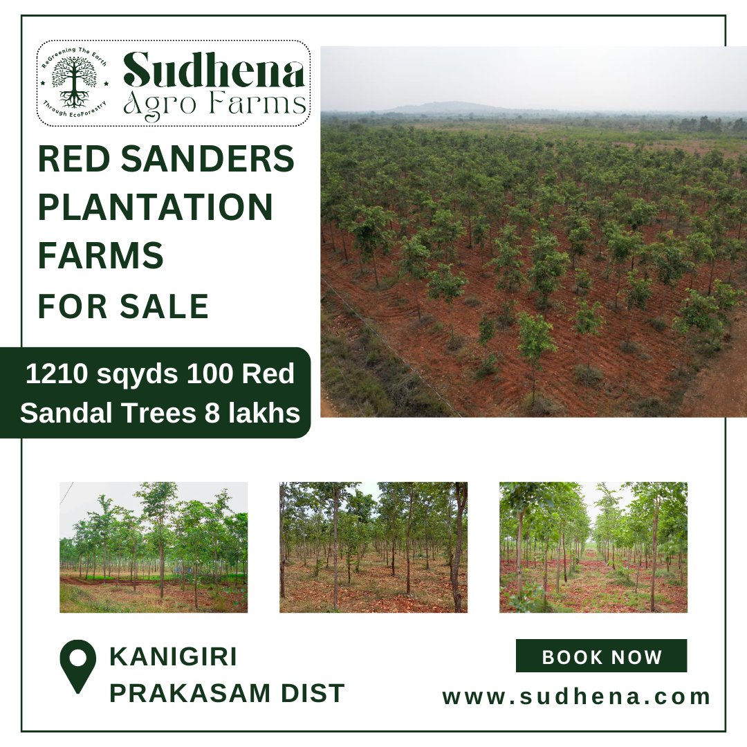 Red Sanders Plantation Farms for sale at kanigiri. 1210 sqyds 100 Red Sandal Trees at 8 Lakhs only. for details please visit us sudhena.com #SudhenaAgroFarms #RedsandalWood #BestInvestment #KanigiriFarmLands #sudhenaagrofarms