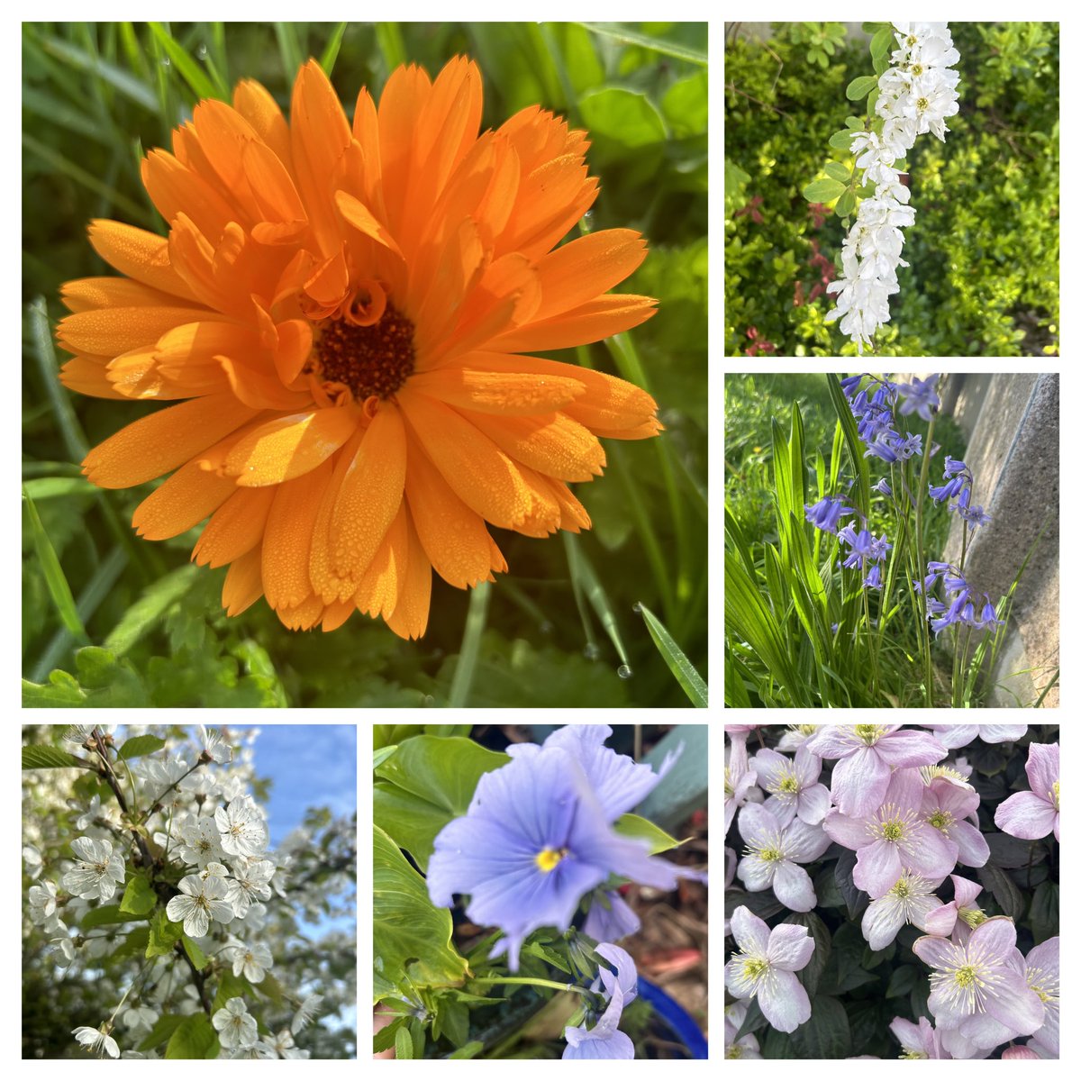 Colour continuing to pop up in the garden after a weekend of sunshine. As always nature’s palette does not fail to disappoint! 🌼🌸🎨