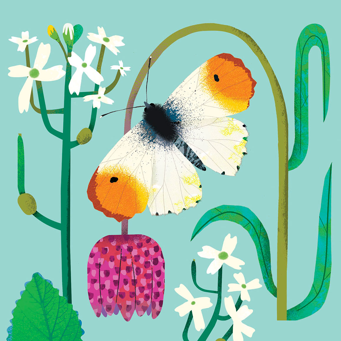 A male orange-tip butterfly, garlic mustard and a snake's head fritillary.