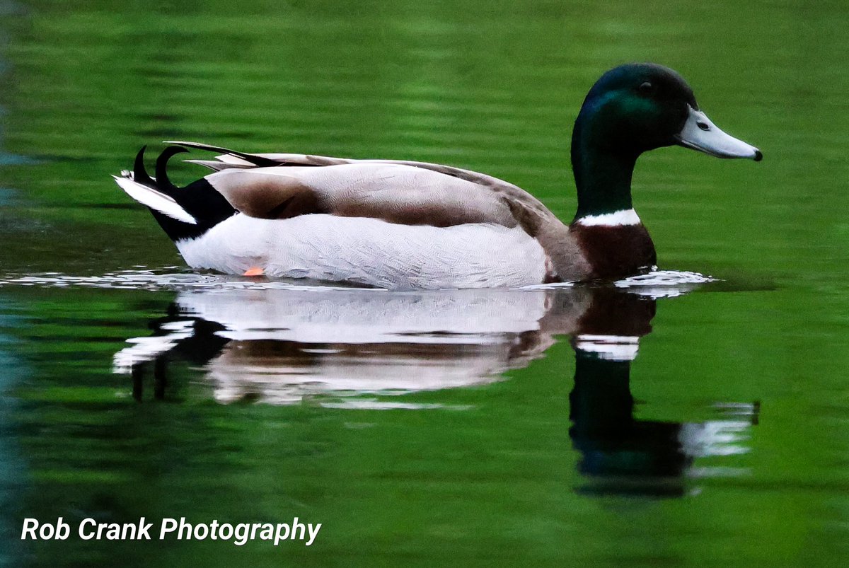 @UkAnvil One of a few good #Reflection shots I got of the Mallard for #MallardMonday with today's host being @UkAnvil why not help him along and show him some of your Mallard/Ducks/Geese photos. #canonphotography #birdphotography #NaturePhotography #TwitterNaturePhotography