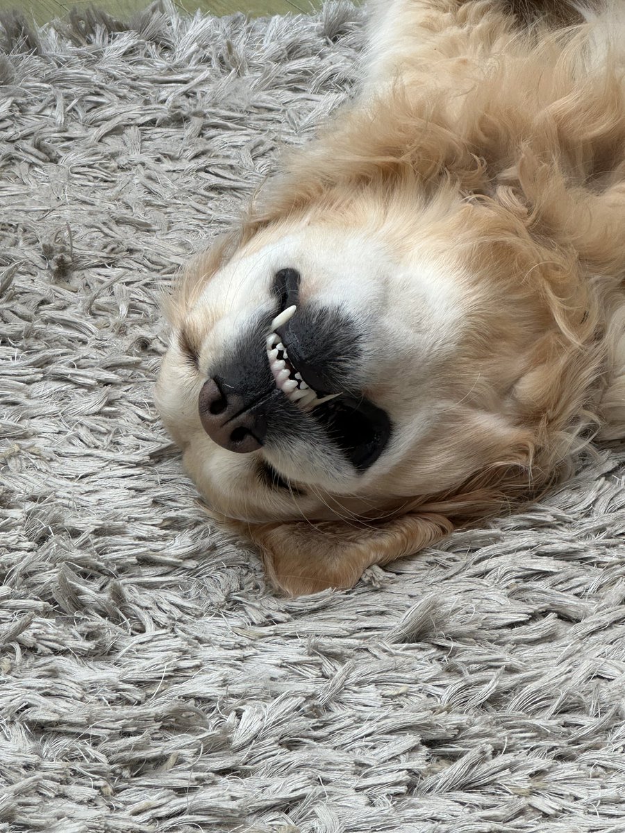 philjmcc's tweet photo. Smile it’s Monday. Be more dog!!! https://t.co/JUOMblO7RT