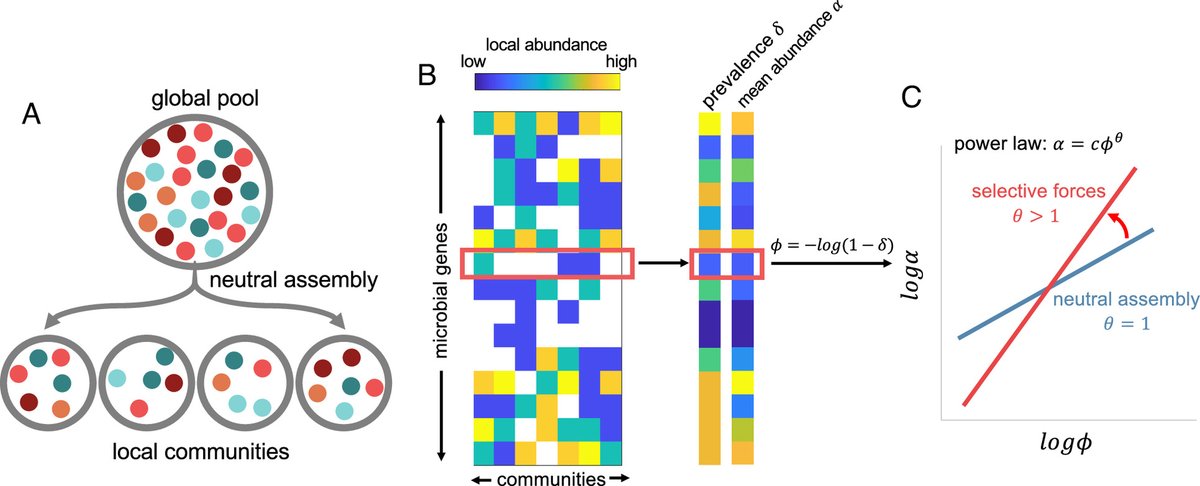 A generic approach to infer community-level fitness of microbial genes by T. Wang, A. Weiss & @lingchongyou in @PNASNews pnas.org/doi/full/10.10…