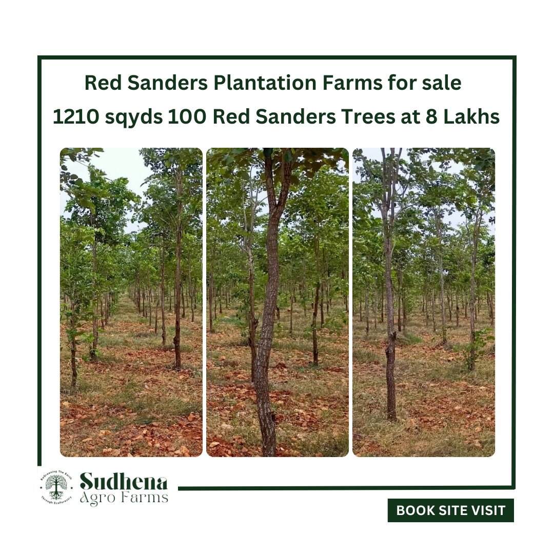 Red Sanders Plantation Farms for sale at kanigiri. 1210 sqyds 100 Red Sandal Trees at 8 Lakhs only. for details please visit us sudhena.com #SudhenaAgroFarms #RedsandalWood #BestInvestment #KanigiriFarmLands #sudhenaagrofarms