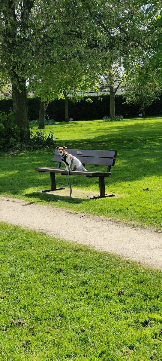 Yesterday we were on the park and the lodger had to take a phonecall, so left me to my own devices. Turned around and saw me sitting like a good boy on the bench! Oh and I refused to move. Can't beat a bit of people watching!