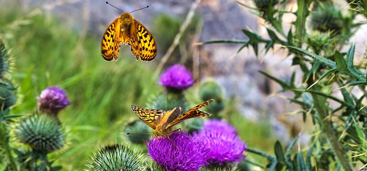 elainetoogood's tweet photo. I am giving a live online webinar this lunchtime: Guidance on Supporting biodiversity and nature using concrete. register (no charge) to get a link to attend here:  https://t.co/gRmwVTdG08 https://t.co/8MiBmpMY7y