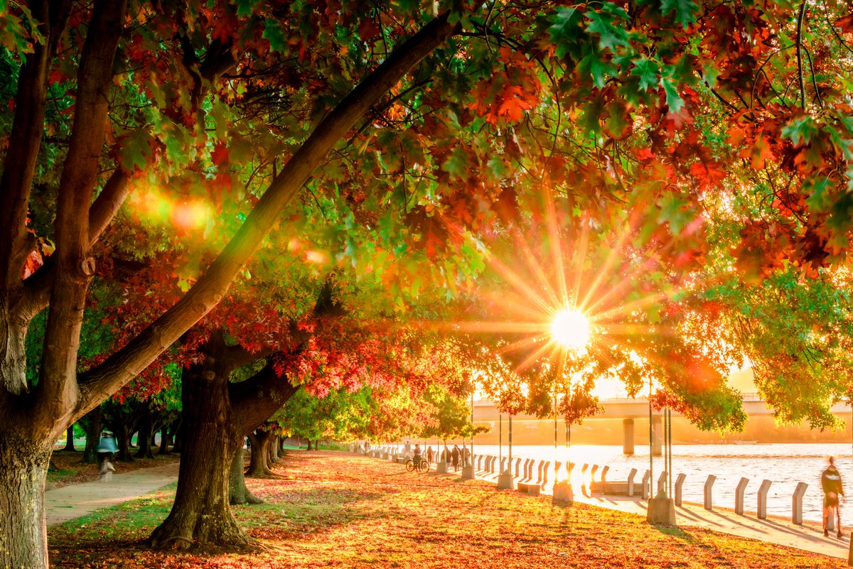 Goodbye autumnal Monday! 💚❤️💛 . . . #gorgeous #autumnal #Monday #colorful #lakeburleygriffin #sunset #starburst @Australia @visitcanberra