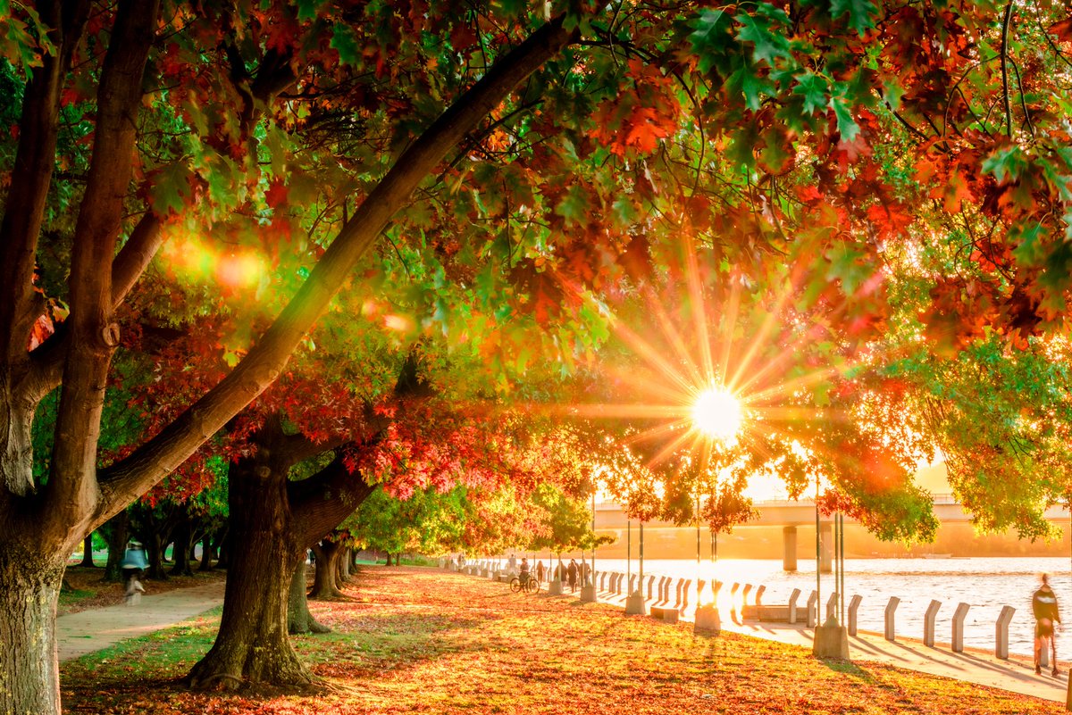 Goodbye autumnal Monday!

💚❤️💛
.
.
.
#gorgeous #autumnal #Monday #colorful #lakeburleygriffin #sunset #starburst @Australia @visitcanberra