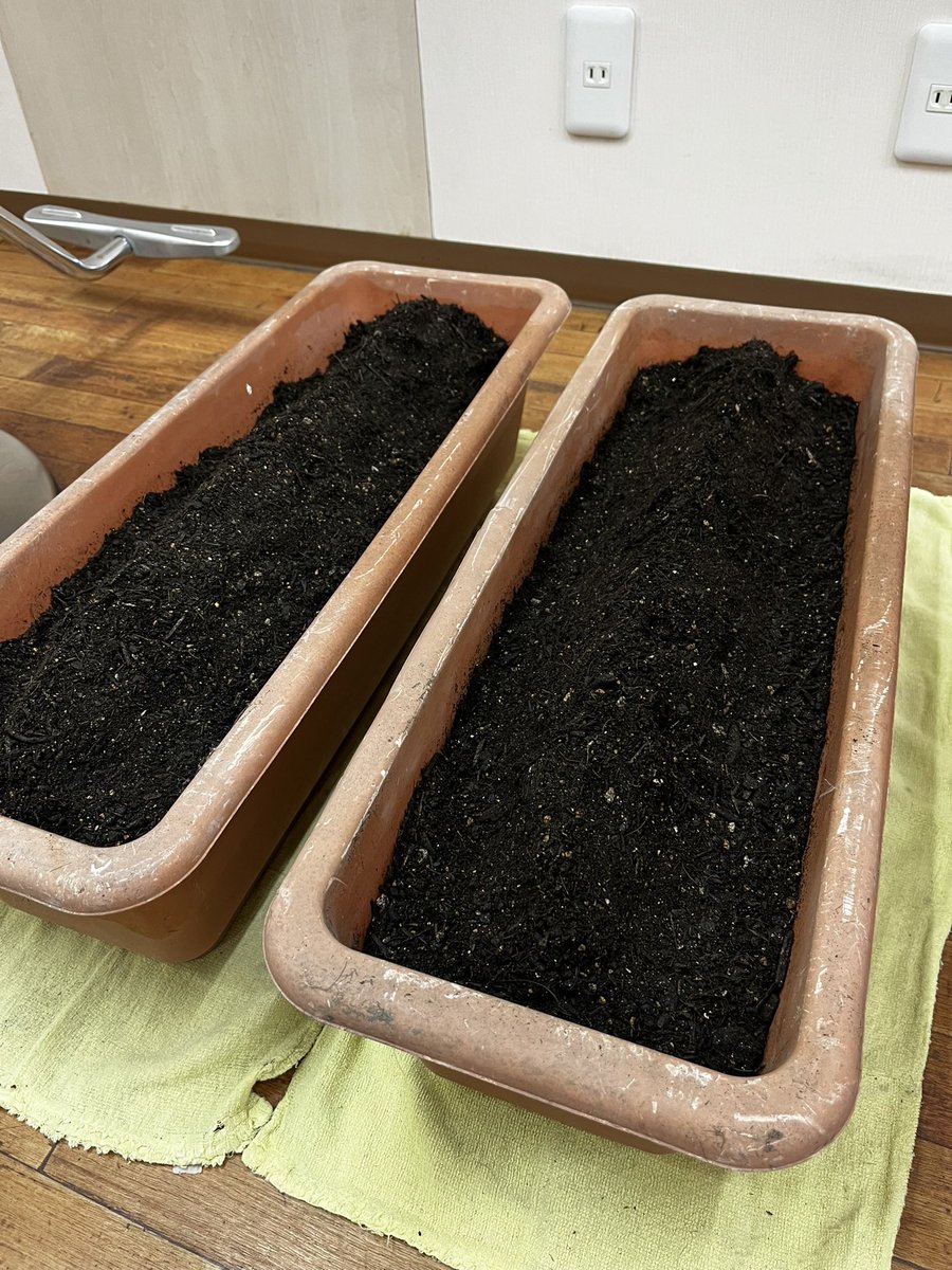 今年もゴーヤ育てるぞ！
近年成長がよろしくないけど、今年こそフッサフサのグリーンカーテンに育て上げる( ･ㅂ･)و