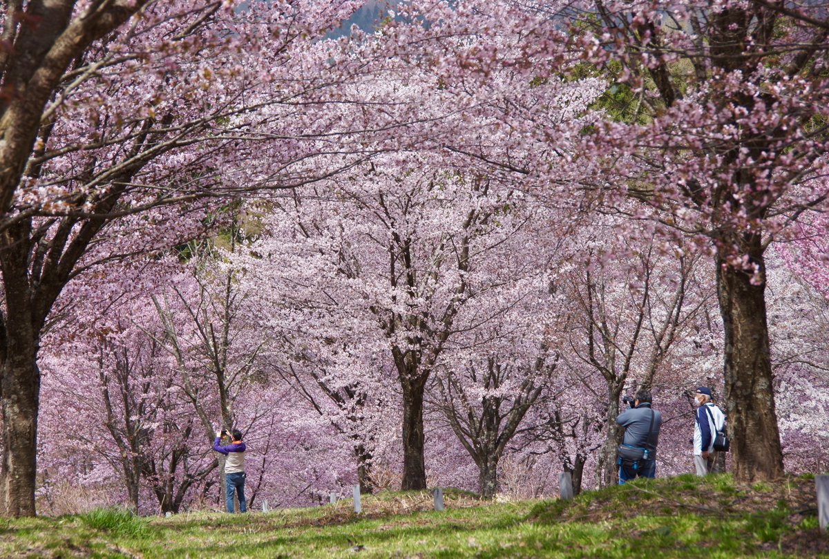 🌸🌸🌸🌸桜満喫  北塩原村の桜峠にて🌸🌸🌸🌸