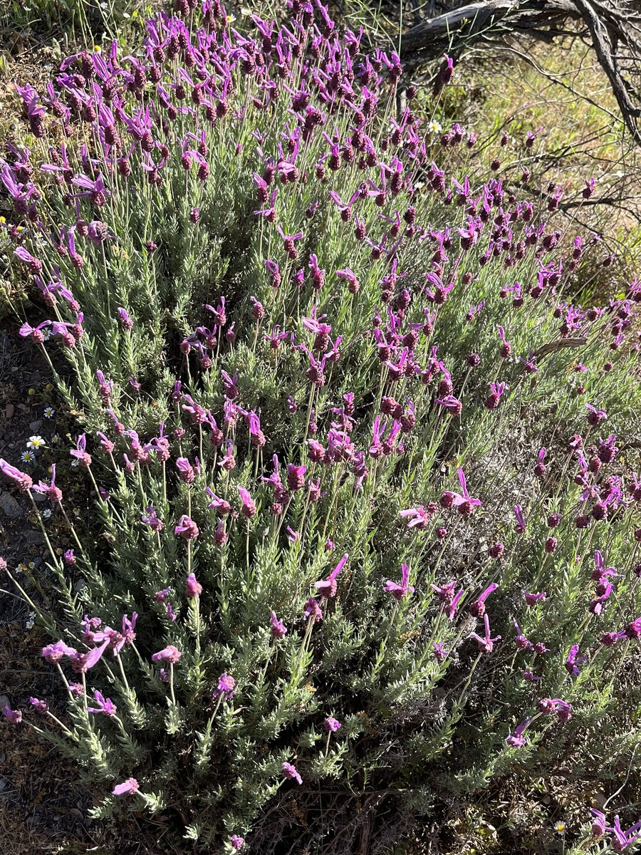 Día 22 de abril DÍA DE LA MADRE TIERRA, sigamos realizando actuaciones que conlleven a realizar un respeto mayor hacia nuestro planeta
