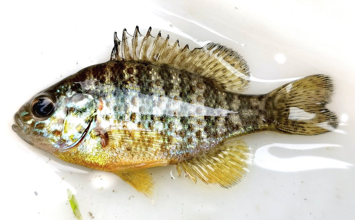 Our 2011 @ESAApplications paper led by @leo_bne just made 250 citations in GS We showed that native fish loss is driven by (and not co-occuring with) invasive fish expansions Photos: native Iberochondrostoma lemmingii, invasive Lepomis gibbosus @ebdonana esajournals.onlinelibrary.wiley.com/doi/abs/10.189…