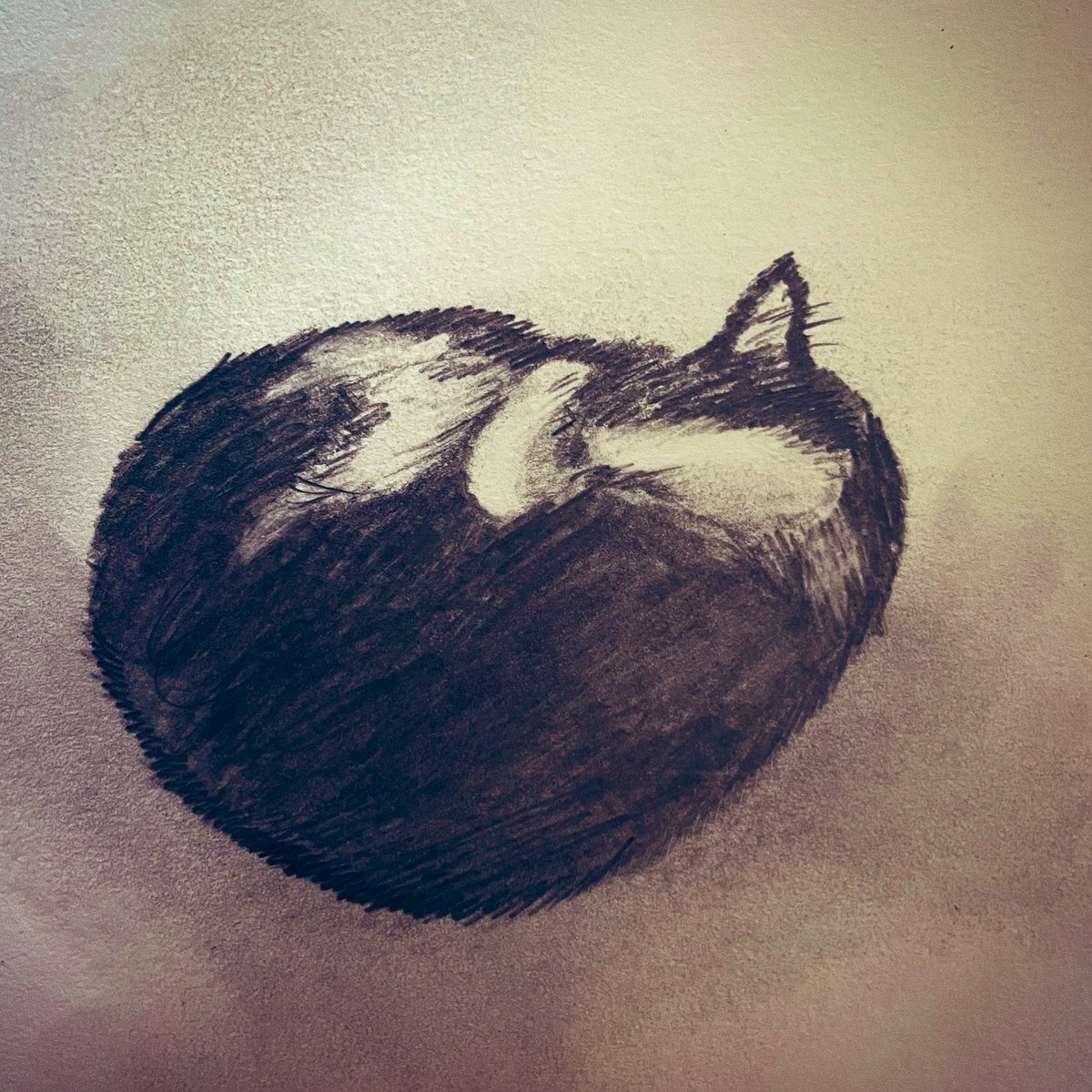 Cat ~ #sketchart #sketchbook