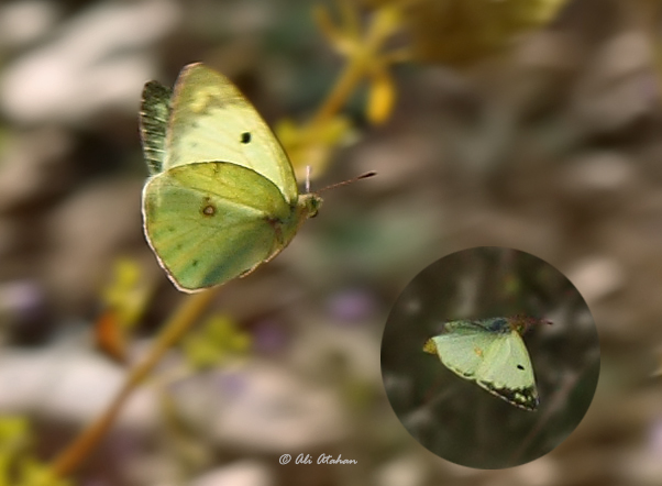 #HaftanınKelebeği olarak Güzel Azamet (Colias alfacariensis) seçildi. Bu kelebeği tanımanın en kolay yolu, uçarken fotolamak ile mümkün :) Arka kanat kenarındaki siyah bant çok ince ve kısadır.