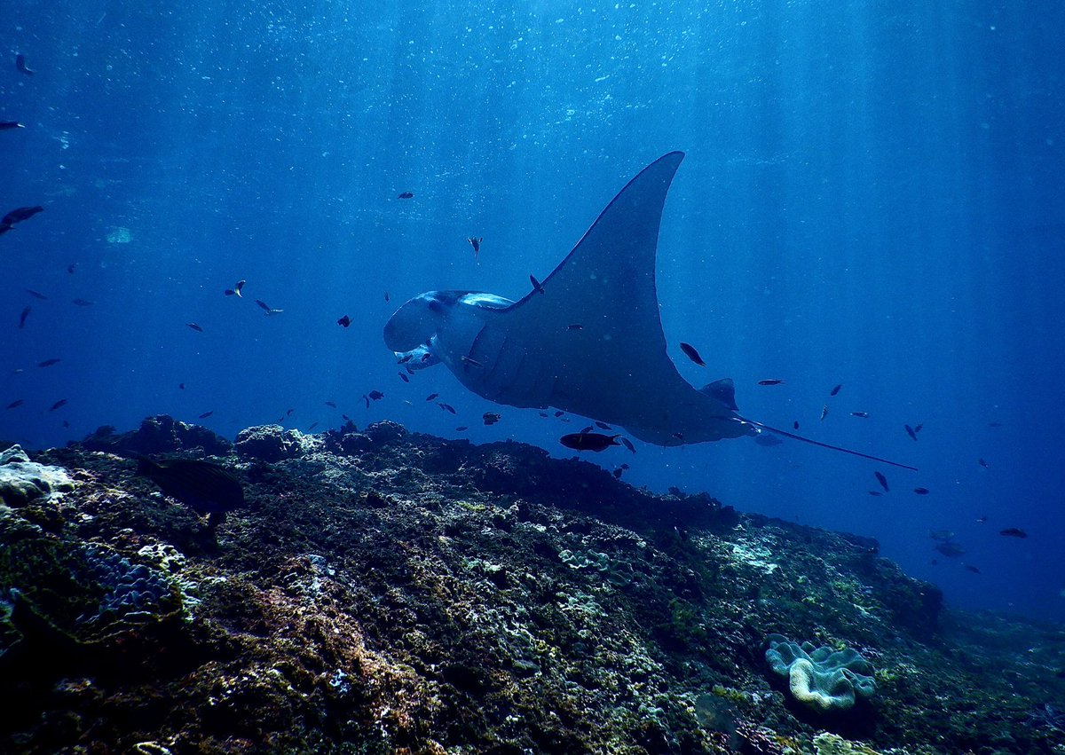 In the case of sharks and rays, loss of essential habitats (such as nursery areas) for sharks and rays through habitat degradation is a major concern.