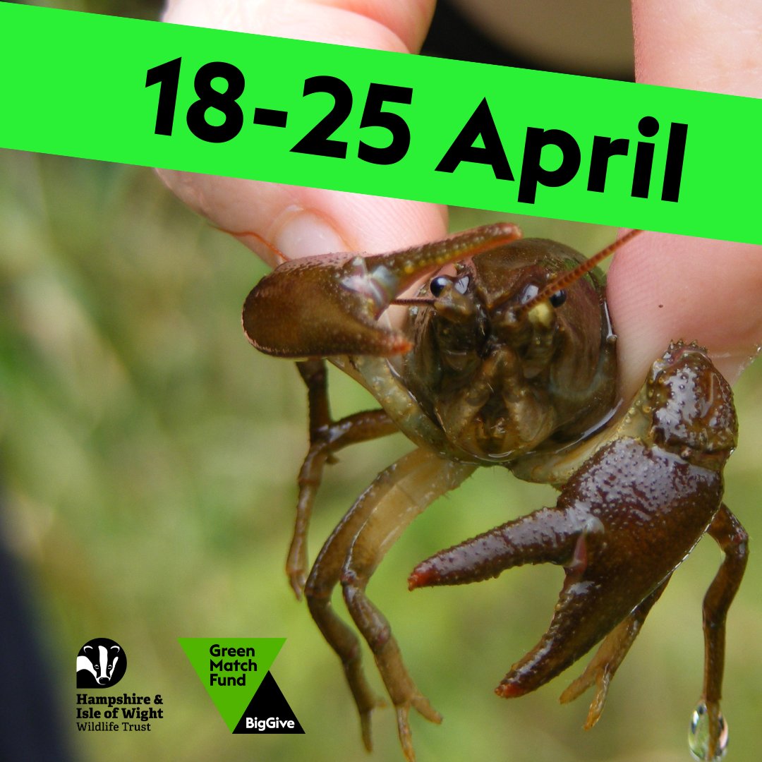 ❗ Donations close on the 25th 📅 Every donation to our white-clawed crayfish work via BigGive.org will be DOUBLED this week! Your support will have DOUBLE the impact in preserving this vital species. Donate here: 👉 donate.biggive.org/campaign/a0569… 👈