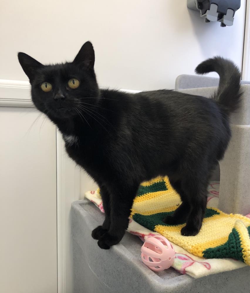 We have had this lovely stray (female) brought into us from the NE10 area. She is chipped however we have been unable to reach the person who is registered as the owner. If you have any info, please call us on 0191 653 1052. Thank you ❤️