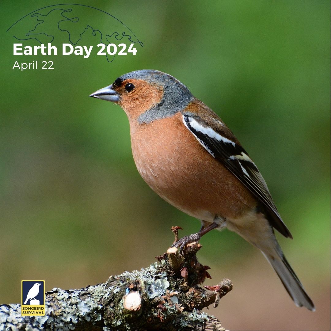 1/ This #EarthDay, we’re demonstrating our support for environmental protection. 🐦🌎 This year’s theme focuses on plastic, which is becoming a daily diet for many birds, especially seabirds.