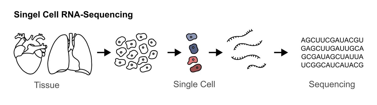 Single cell RNA-sequencing #scRNAseq has become a unique skill for exciting new discoveries. CPI member Prof. Dr. Wesley Abplanalp @WesleyAbplanalp from the @goetheuni has specialized on single-cell-analysis and offers a platform for collaborations between other CPI members.…