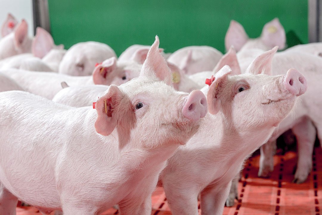If you want to be successful in pig farming, need to know this. 1. Provide enough space 2. Set proper bio security measures 3. Give them good feeds rich in nutrients. Say hi if you want a detailed guide…………