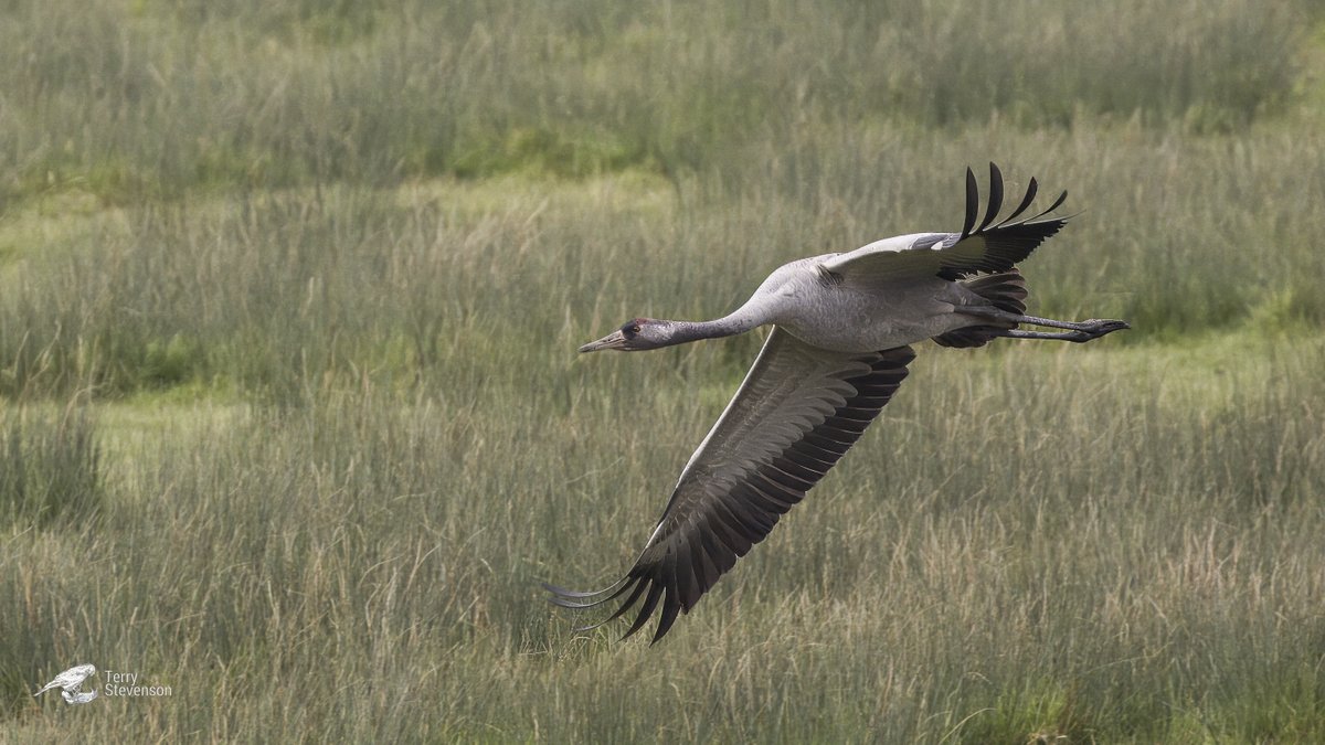 Unringed #Eurasion_Crane possibly the mate of #Ruby nesting on the South Lake @slimbridge_wild @WWTSlimbridge #Glosbirds