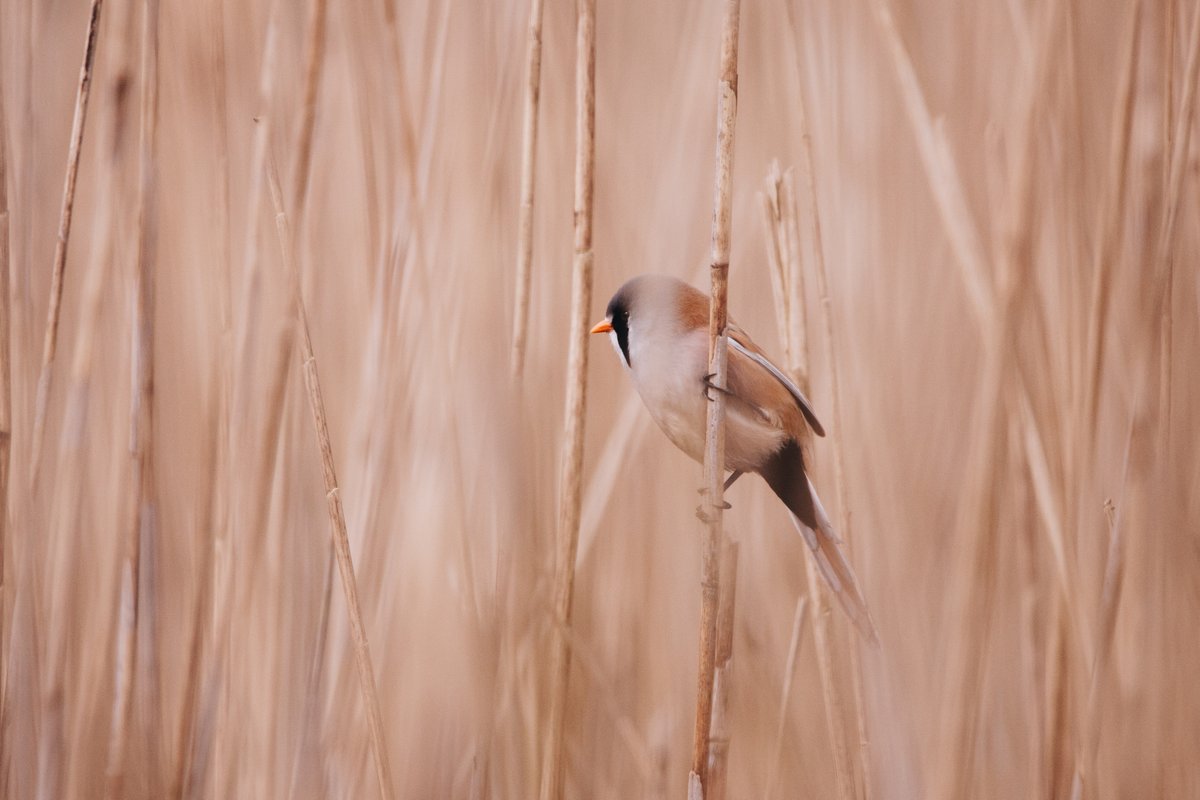 We're kicking off the week with this lovely capture of one of our most charismatic Broads' species, the Bearded reedling! Did you know that despite their 'other' name, bearded reedlings are not true tits and belong to the family Panuridae? 📷 @loadofbarrett