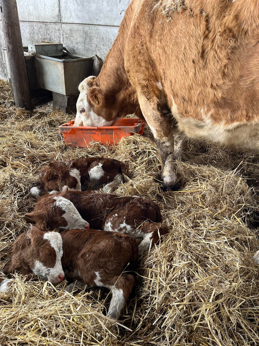1/100,000 triplet calves! 🤩🤩🤩 📸 Jake Ford
