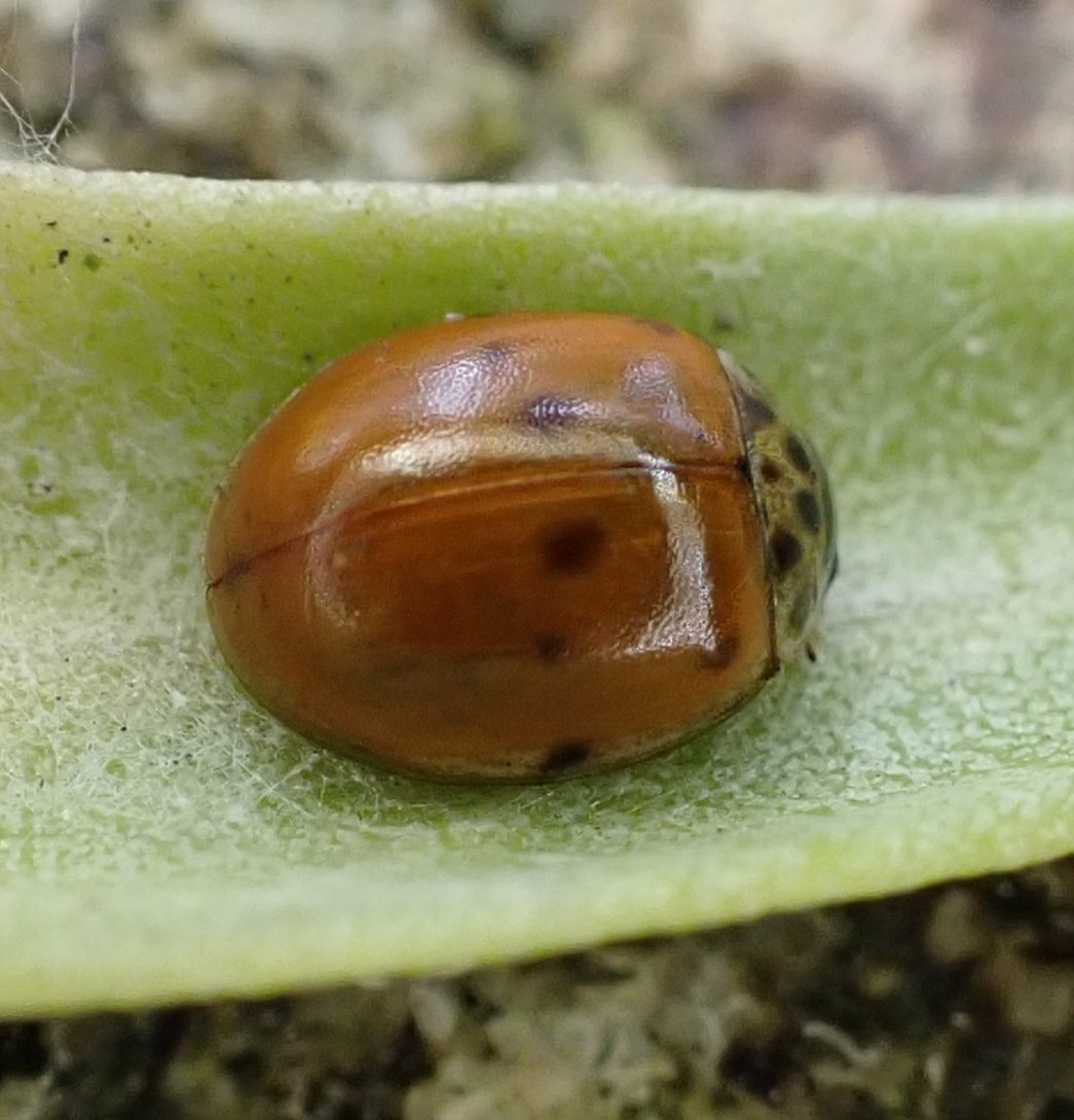 The first time I've spotted a 10-spot Ladybird in my garden. So glad it's here. 😊 @RoyEntSoc