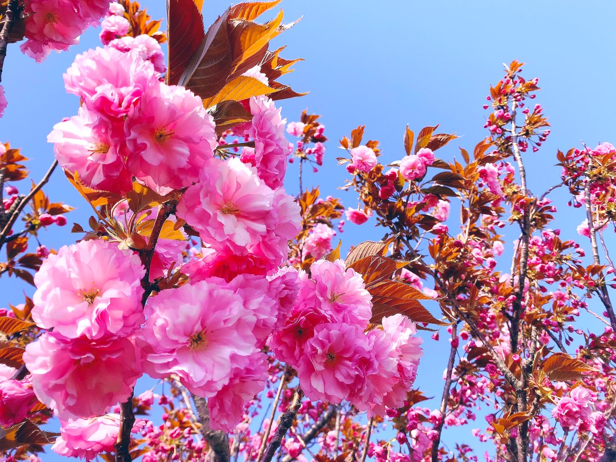 八重桜がとっても綺麗です❁¨̮