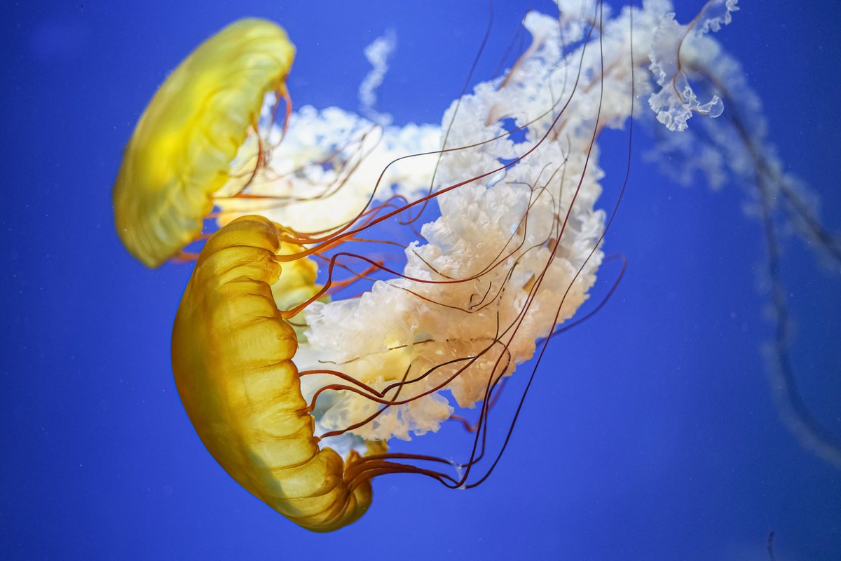 鴨川シーワールド【公式】 on X