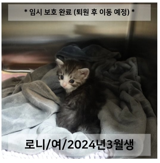 aeng_ari's tweet photo. 하 나 울어... 이 쪼끄만 애기 엄청 신경쓰였는데 이름이 로니구나 
로니야 꼭 건강해져서 가족찾자!!!! https://t.co/ki2iBh95sx
