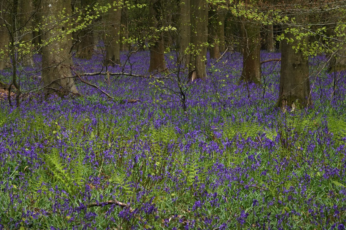 'Bluebell woods look better without the sun.' Discuss. Write on one side of the paper only.