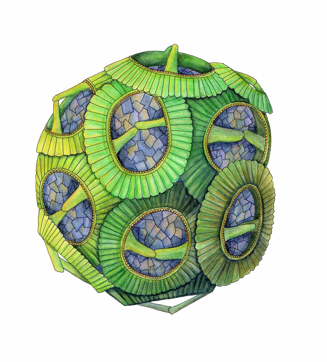 To celebrate #EarthDay I’m giving away a copy of #Lifeunderthelens one of my microscopic themed colouring books. It features some of the Earth’s smallest and most interesting organisms.

To win a copy please retweet. Winner announced on Friday. Good luck.