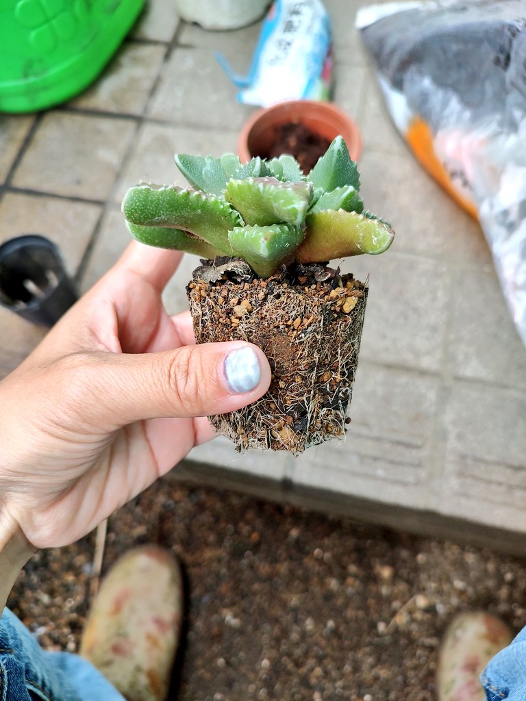 本日は思いがけずサボテンさんの植替え祭りでした😂🌵#サボテン
#観葉植物