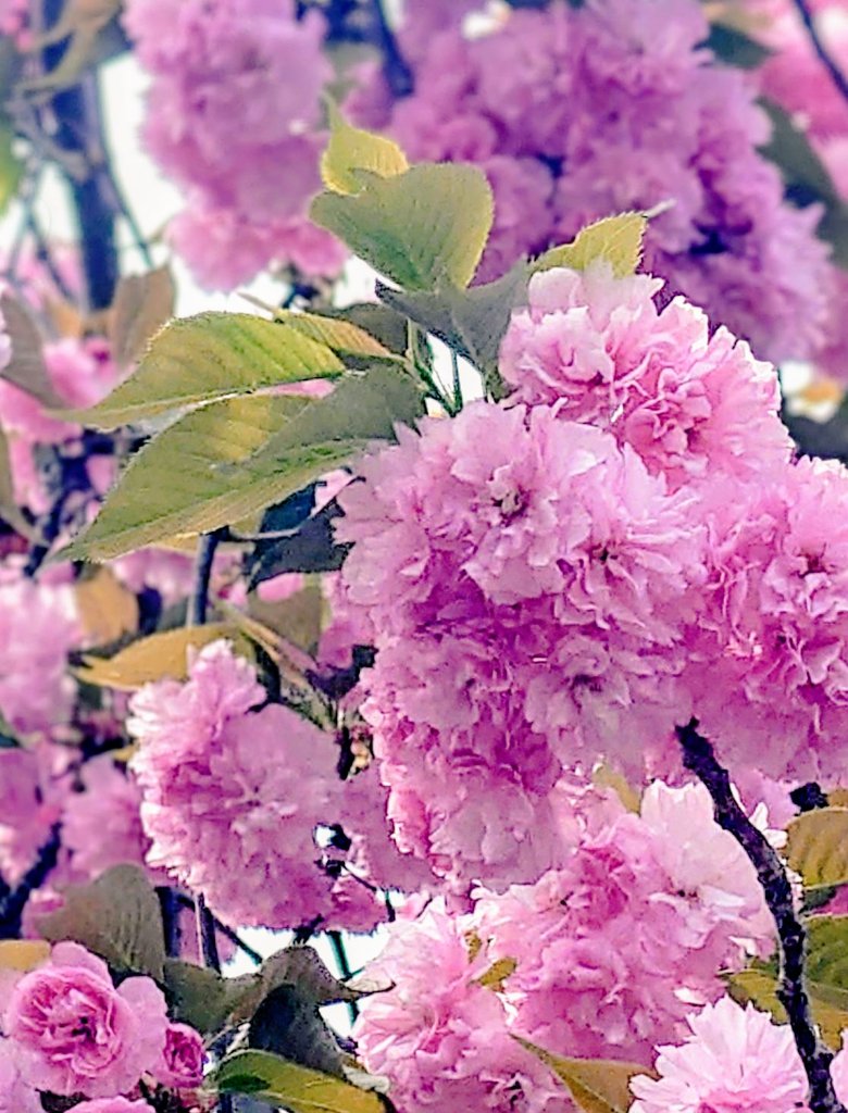 雨上がりの八重桜が🌸🫧🌸🫧🌸

かわいくて(◍ˊ ◡ ˋ◍)⁺◟ ✿

今週もよろしくお願いします𓂃𓂂◌🐰🌸

#温もりの花を繋げよう