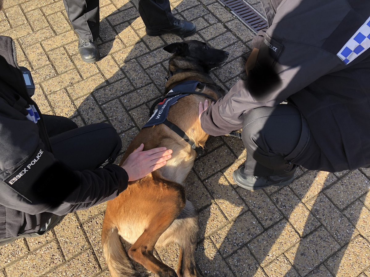 Lovely morning meeting some of the night shift leaving & the early turn arriving @EPColchester with @PBaloo ☺️ We met lots of lovely Officers & Staff today who are working so hard to keep people safe 💙 #wellbeingdog #spreadingsmiles @OscarKiloNine @OscarKiloUK