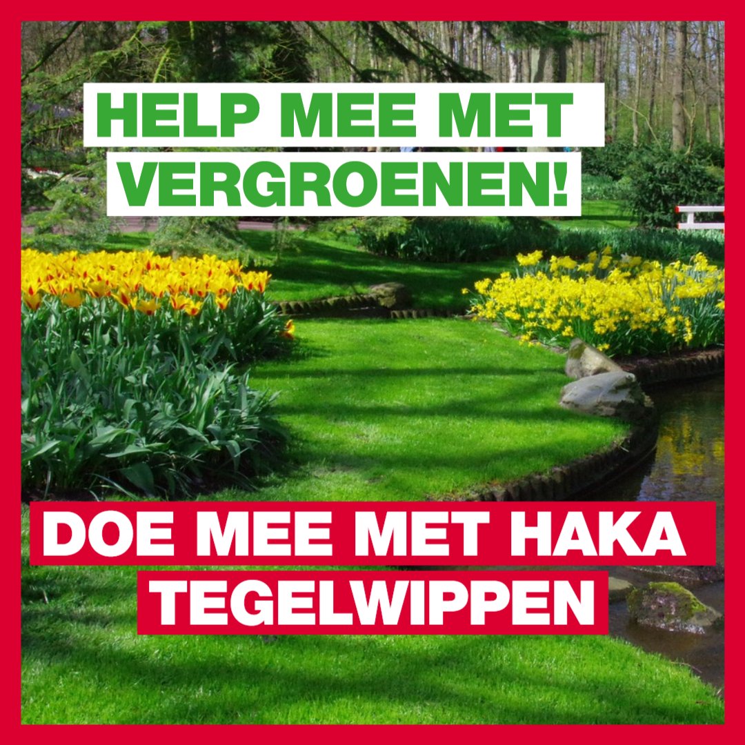 GroenLinks  Haarlemmermeer staat achter het HaKa Tegelwippen! Dit roept op om enkele  tegels uit je tuin te verwijderen, om meer groen in je tuin te krijgen.  Dit draagt bij aan grondwateropslag 💧, biodiversiteit 🐝 en een  koelere leefomgeving🫠!