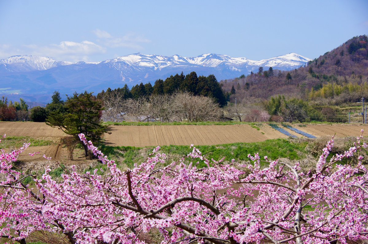 🍑🍑🍑安達太良山と桃の花 陽春🍑🍑🍑
