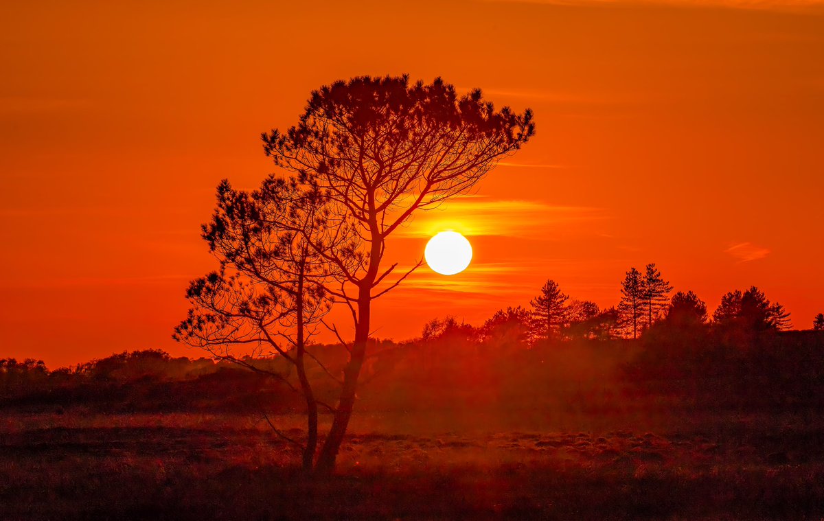 ‘A Serengeti Kiss’ #Sunset #Dorset #UK @StormHour @Bournemouthecho @DorsetSnow @inDorsetuk @BBCSouthNews @AlexisGreenTV @BBCWthrWatchers