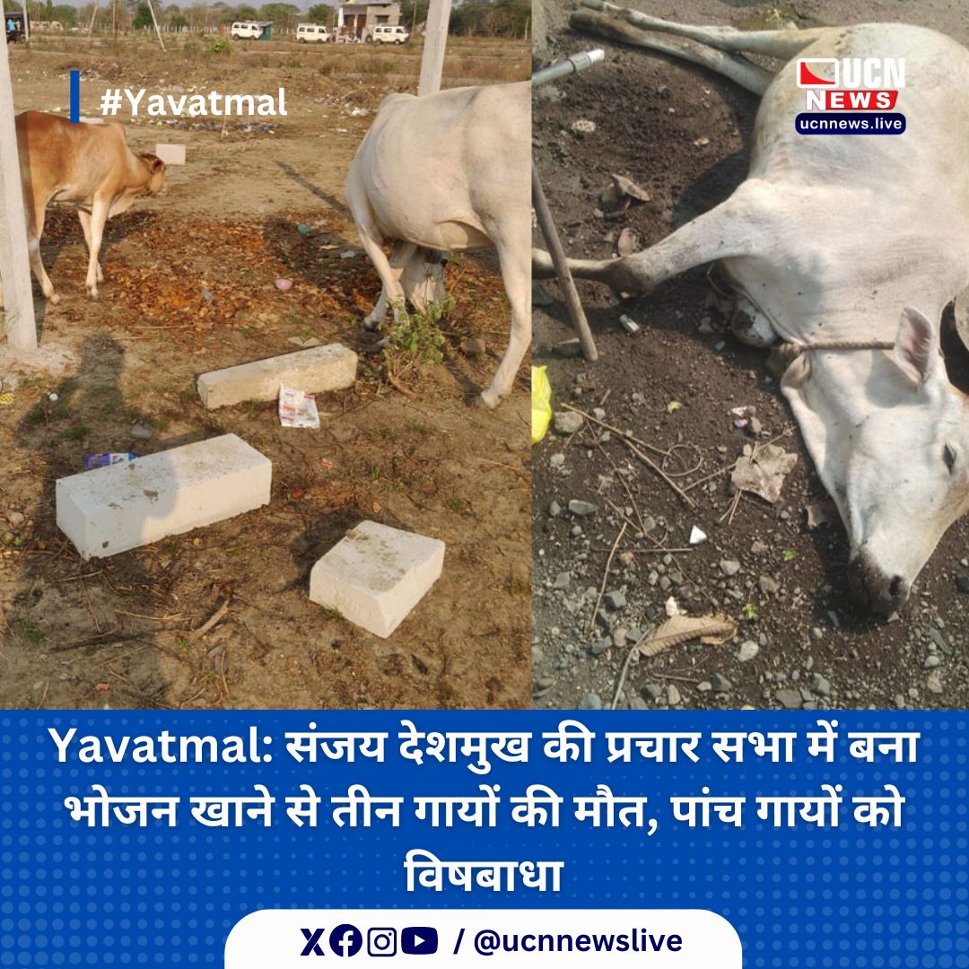 Yavatmal: संजय देशमुख की प्रचार सभा में बना भोजन खाने से तीन गायों की मौत, पांच गायों को विषबाधा

Read Full News
ucnnews.live/yavatmal/three…

@ucnnewslive
#Yavatmal #ucnnews #ucnnewslive #maharashtra #nagpurnewsportal #LatestNews