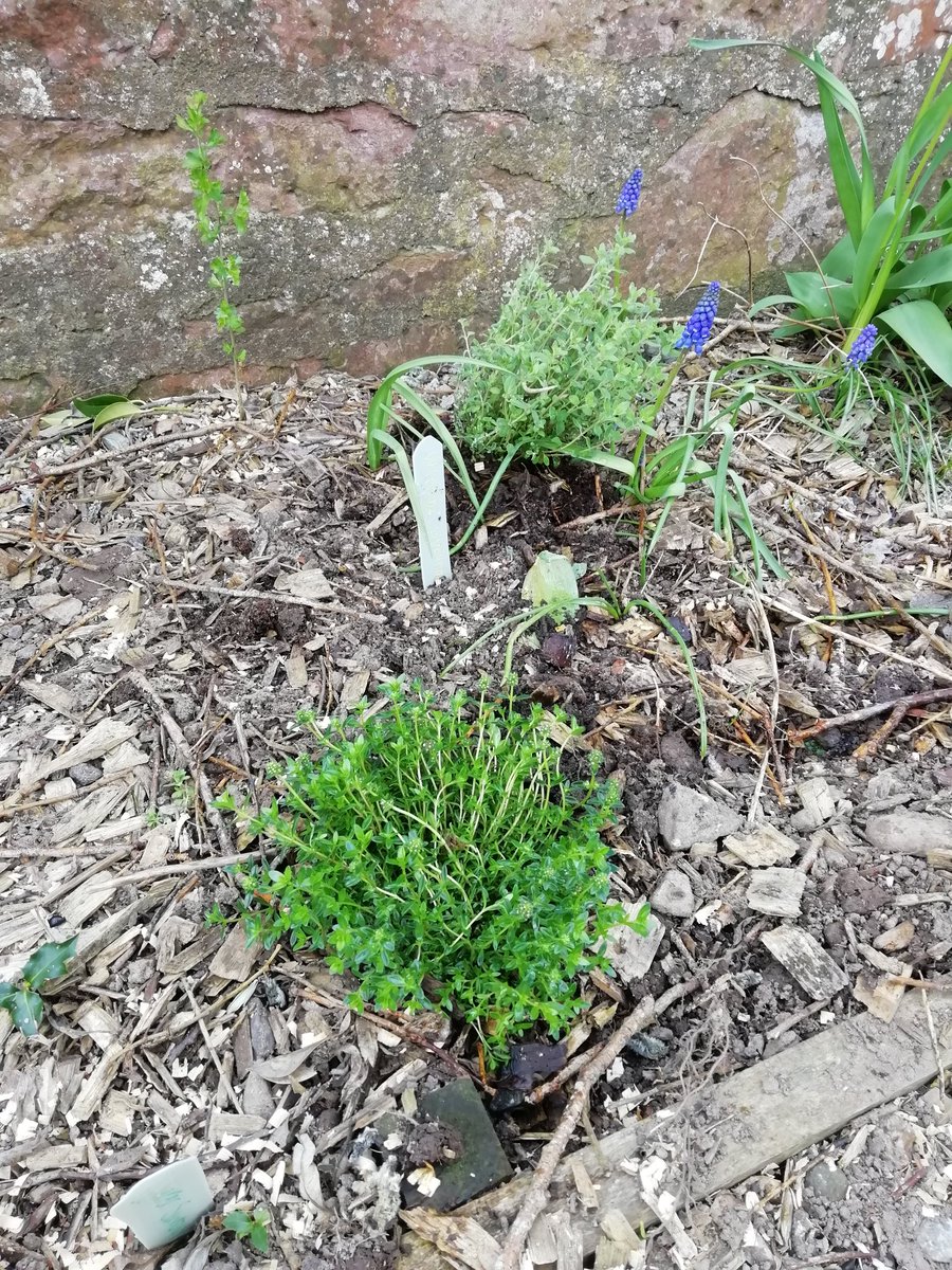MackayArts's tweet photo. Last week @BurreltonPS we worked collaboratively with Burrelton in Bloom to plant our new Blueberry Bush, Herb garden, Veg plot and new planter. This week its @PerthshireWild, bee and butterfly friendly plants and talk from Daniele @Tesco funding @MackayArts https://t.co/auQSp9FxOo