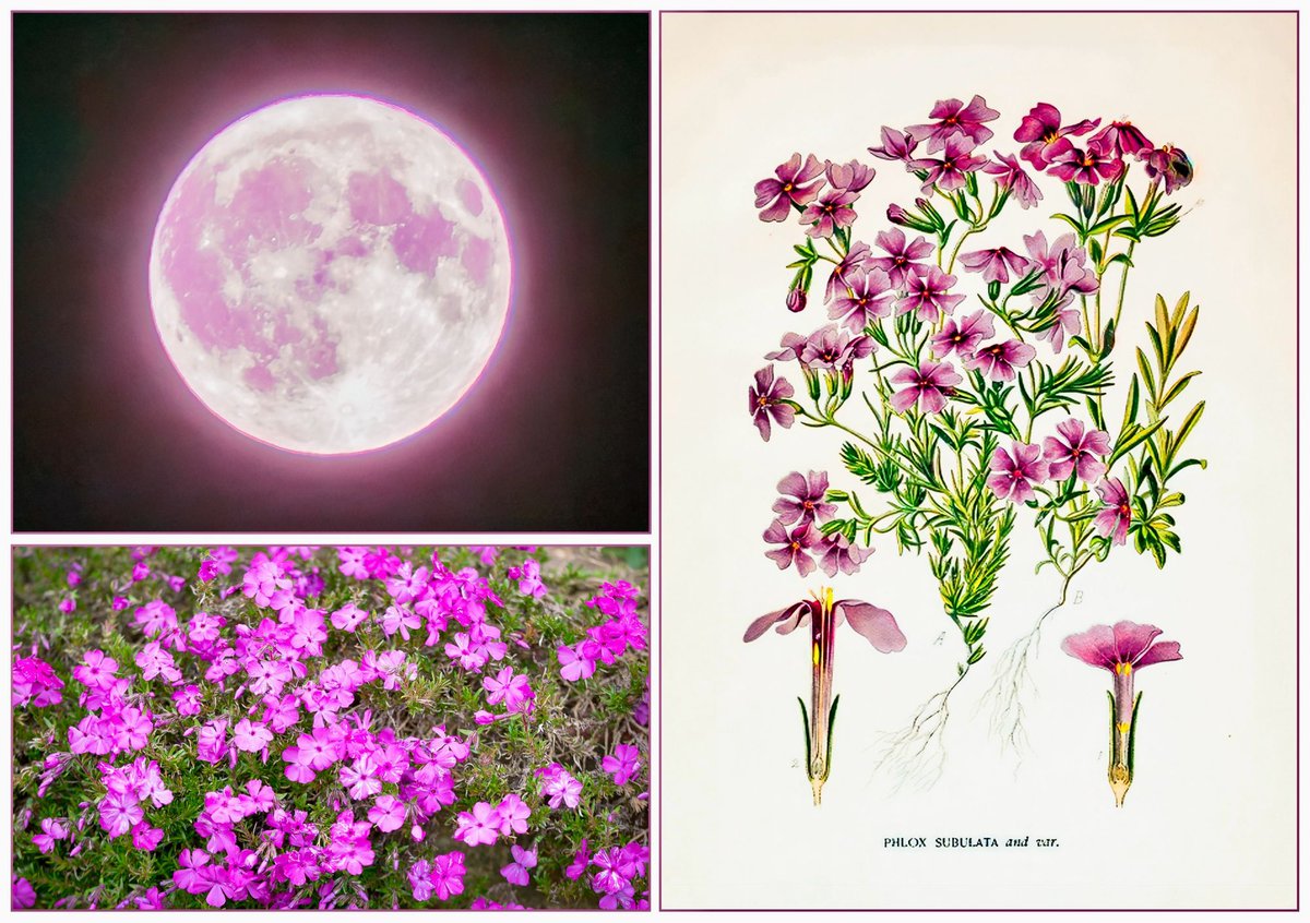 VenetiaJane's Garden tweet media