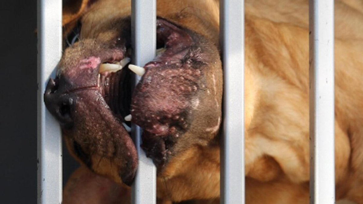 Radio1Rai's tweet image. 🔵#Bimbo di 15 mesi #azzannato e ucciso da 2 pitbull a #Eboli. I cani, di proprietà di una amica della mamma della vittima, avrebbero aggredito il piccolo in giardino. La donna, intervenuta e ferita a sua volta, non ha potuto fare nulla; non è grave. Sul posto i Carabinieri.