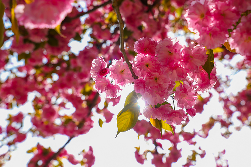 ExploreGansu's tweet photo. 🌸🌸🌸🤳In recent days, the cherry blossoms in Chongxin county of Pingliang, #Gansu province, have bloomed in full splendor, emitting a delightful fragrance that drifts through the streets as you take a leisurely stroll. #GansuBlooms #SpringinGansu #GansuBeauty #VisitGansu https://t.co/TXrlUQSFpv