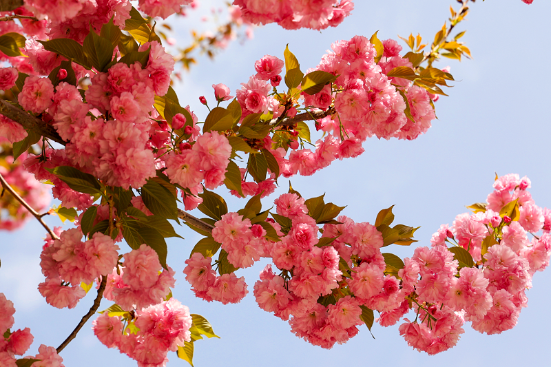 ExploreGansu's tweet photo. 🌸🌸🌸🤳In recent days, the cherry blossoms in Chongxin county of Pingliang, #Gansu province, have bloomed in full splendor, emitting a delightful fragrance that drifts through the streets as you take a leisurely stroll. #GansuBlooms #SpringinGansu #GansuBeauty #VisitGansu https://t.co/TXrlUQSFpv