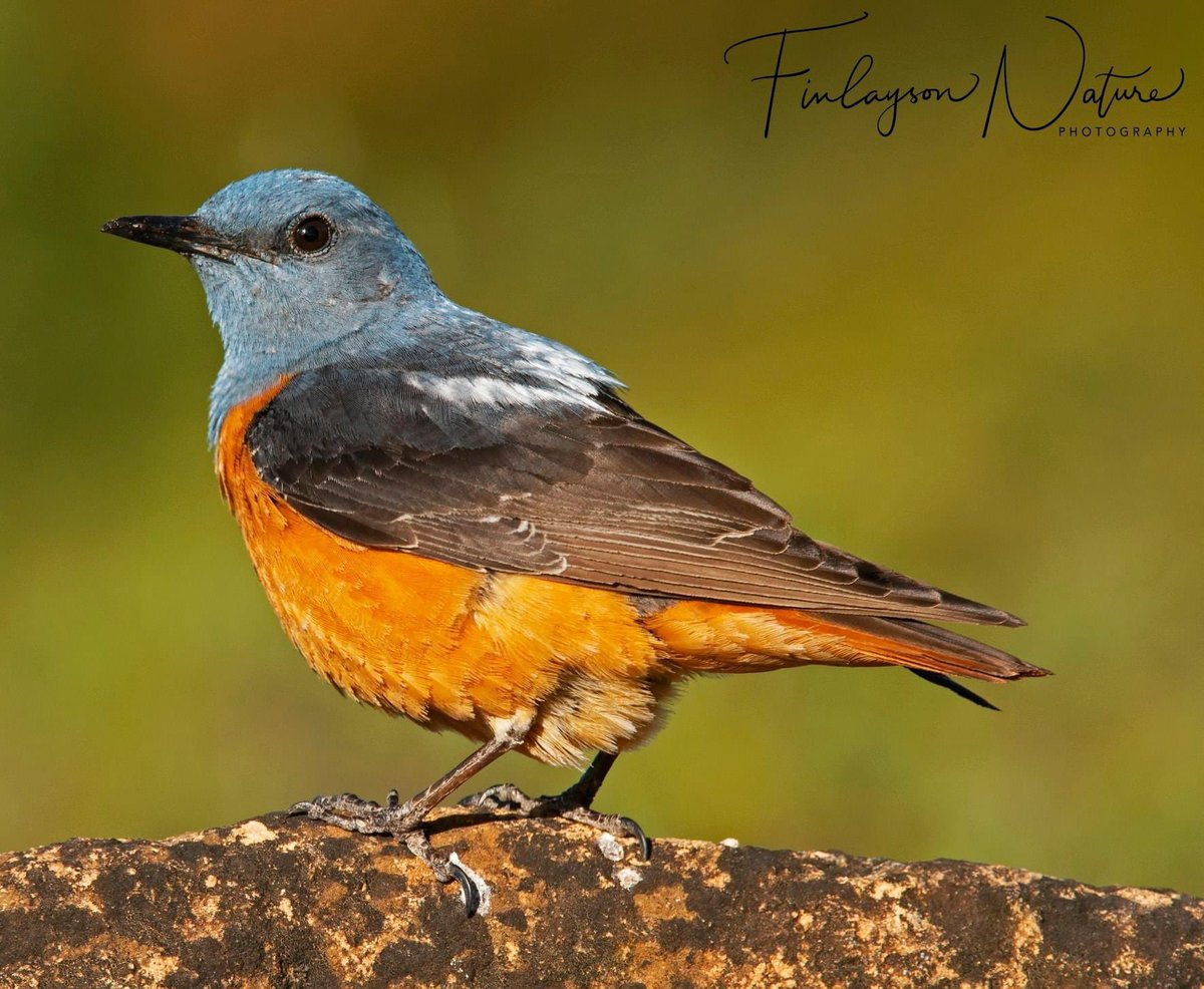 Another migratory beauty arriving from tropical Africa - red-tailed rock thrush @FinlaysonGib @GibGerry @gonhsgib #BBCWildlifePOTD @_BTO @Natures_Voice @BirdwatchExtra @BirdWatchingMag @BirdWatchDaily